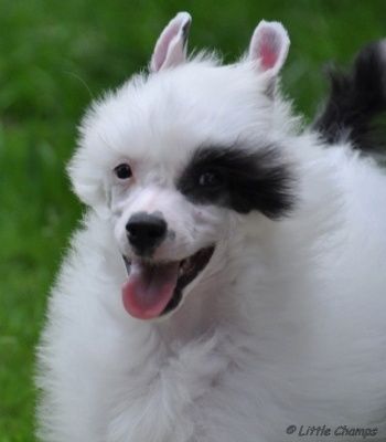 Helsinki Little Champs