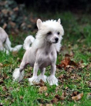 Hartley Little Champs