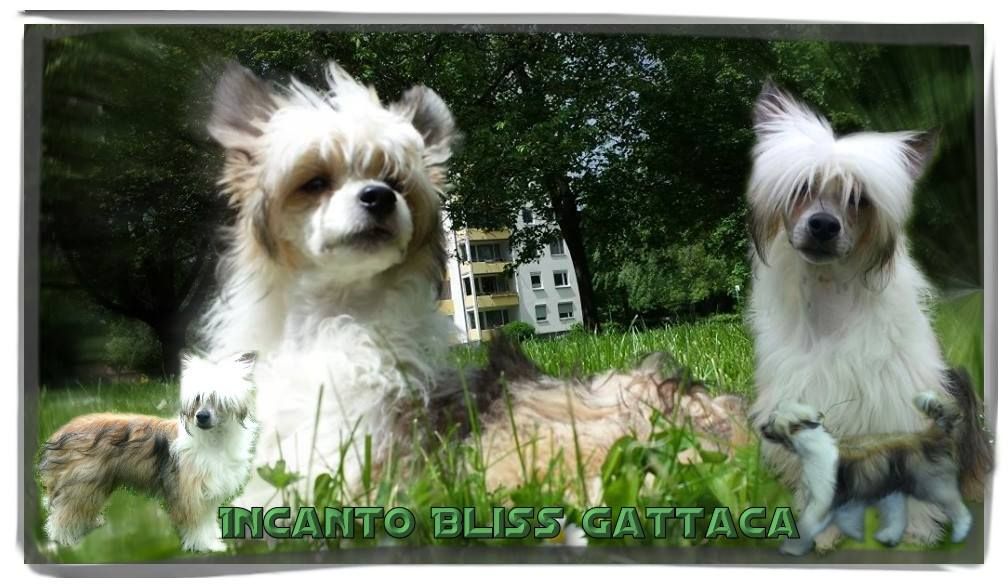 Incanto Bliss Gattaca