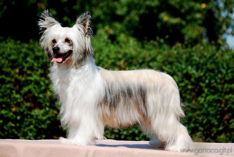 Innocent Illusion Gattaca gan Parcauwen (Imp Pol)