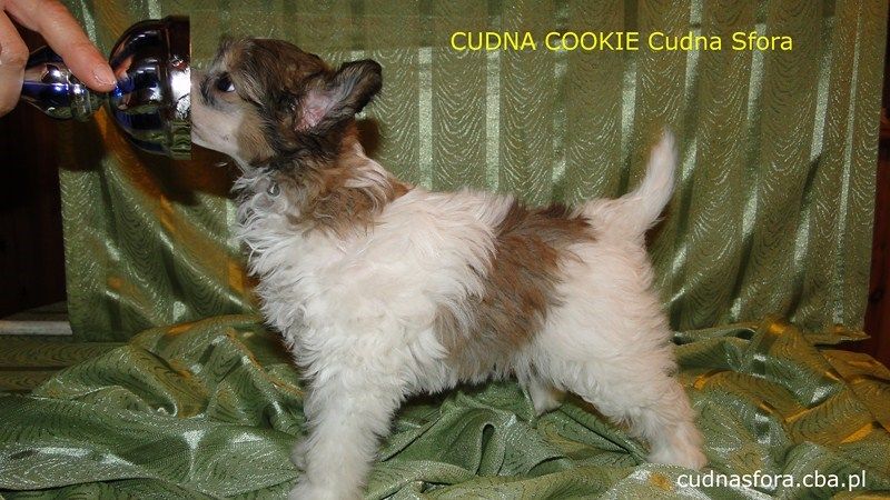 Cudna Cookie Cudna Sfora