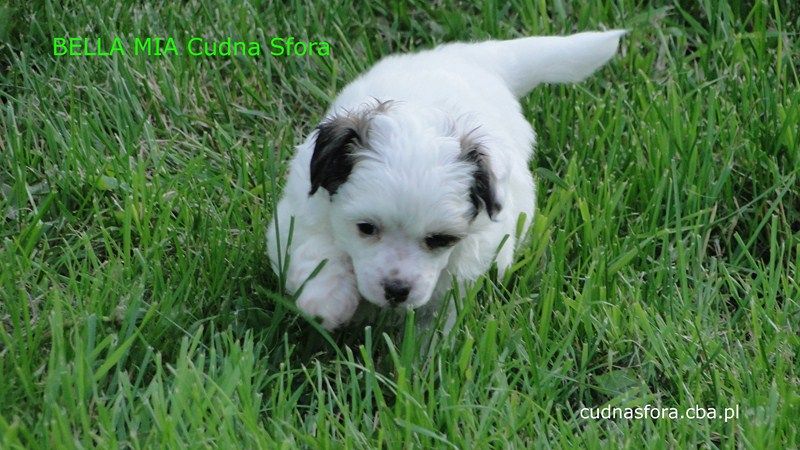 Bella Mia Cudna Sfora