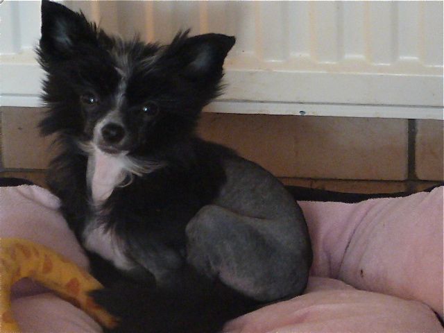 Taï Mandchou's Hantigua Pearl