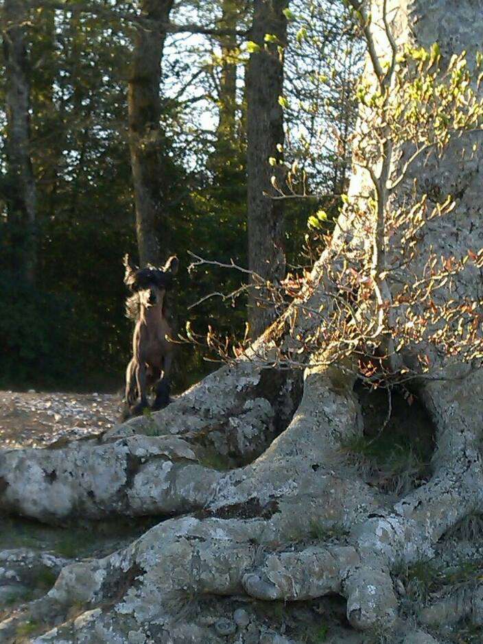 Taï Mandchou's Harkane Velvet