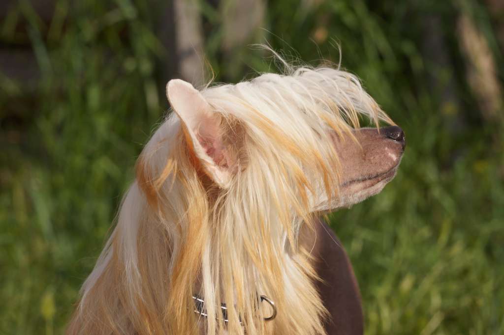 Roy Jons King of the Ring