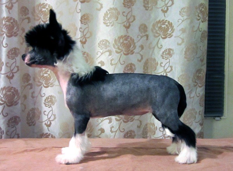 Kuminaaman My Little Pony