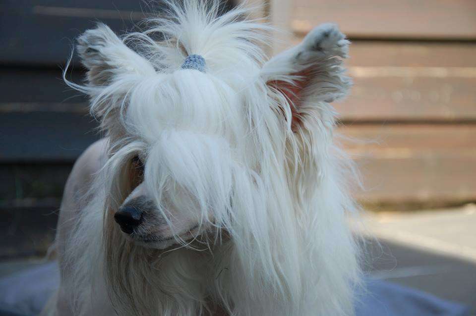 Il était une fois King Créole