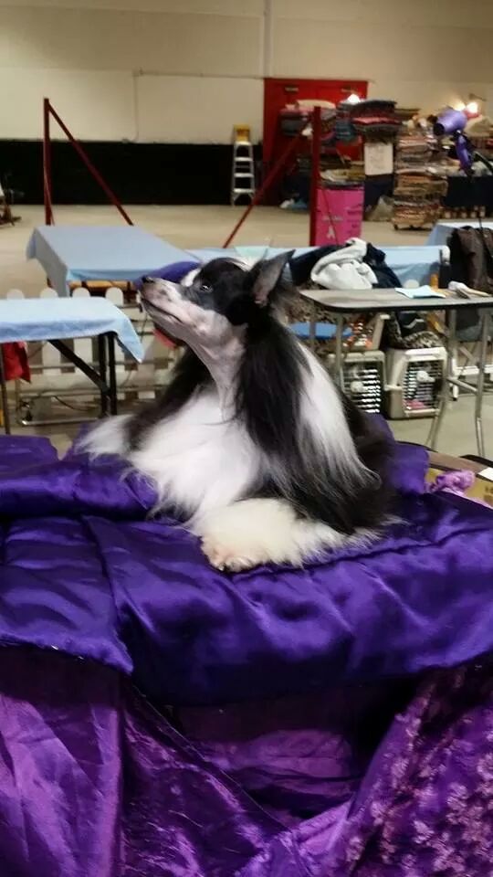 Pammar Pirates of the Caribbean