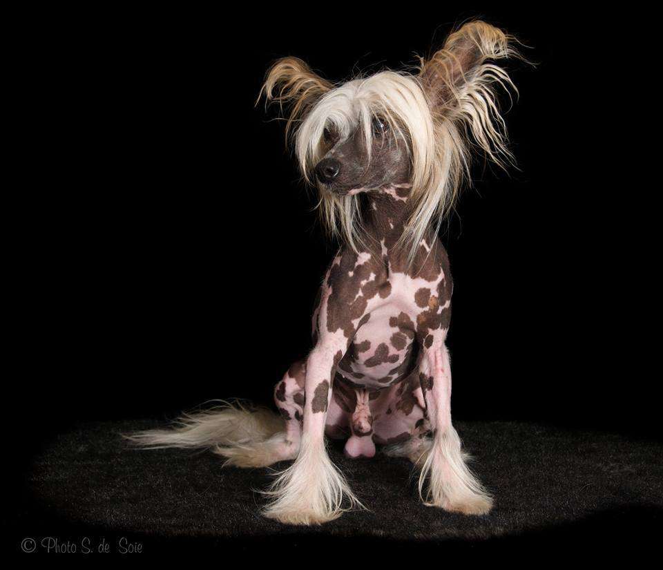 Il était une fois Legolas