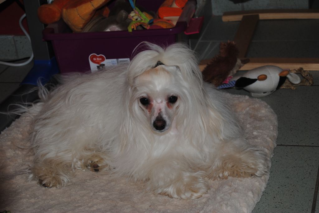 Il était une fois Lollipops