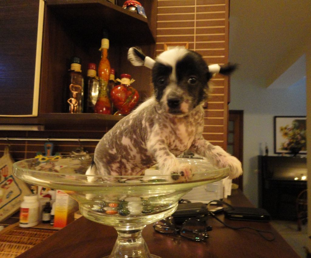 Tsarina Betty Bonus Westtai