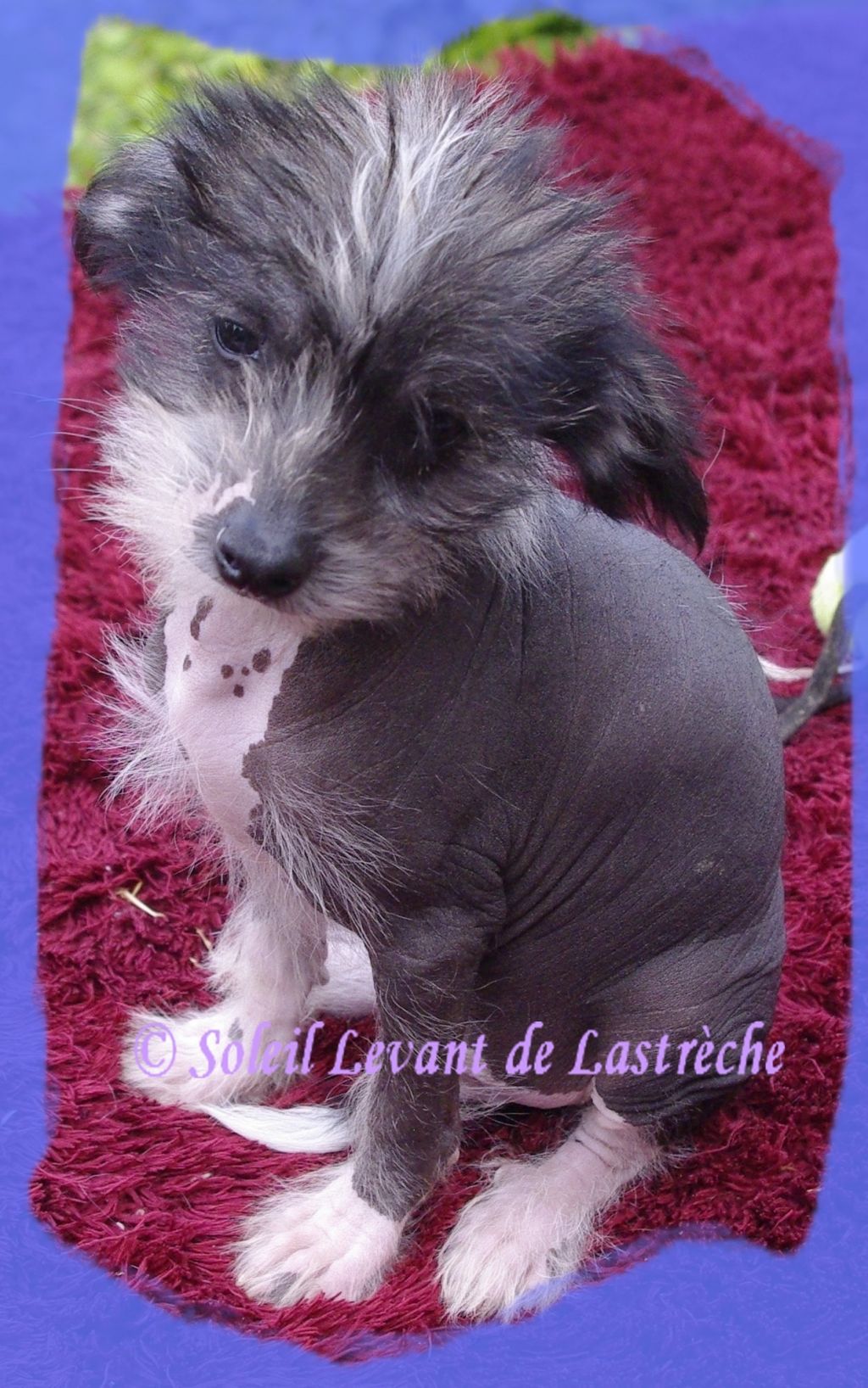 HUANG Bonfu du Soleil Levant de Lastrèche