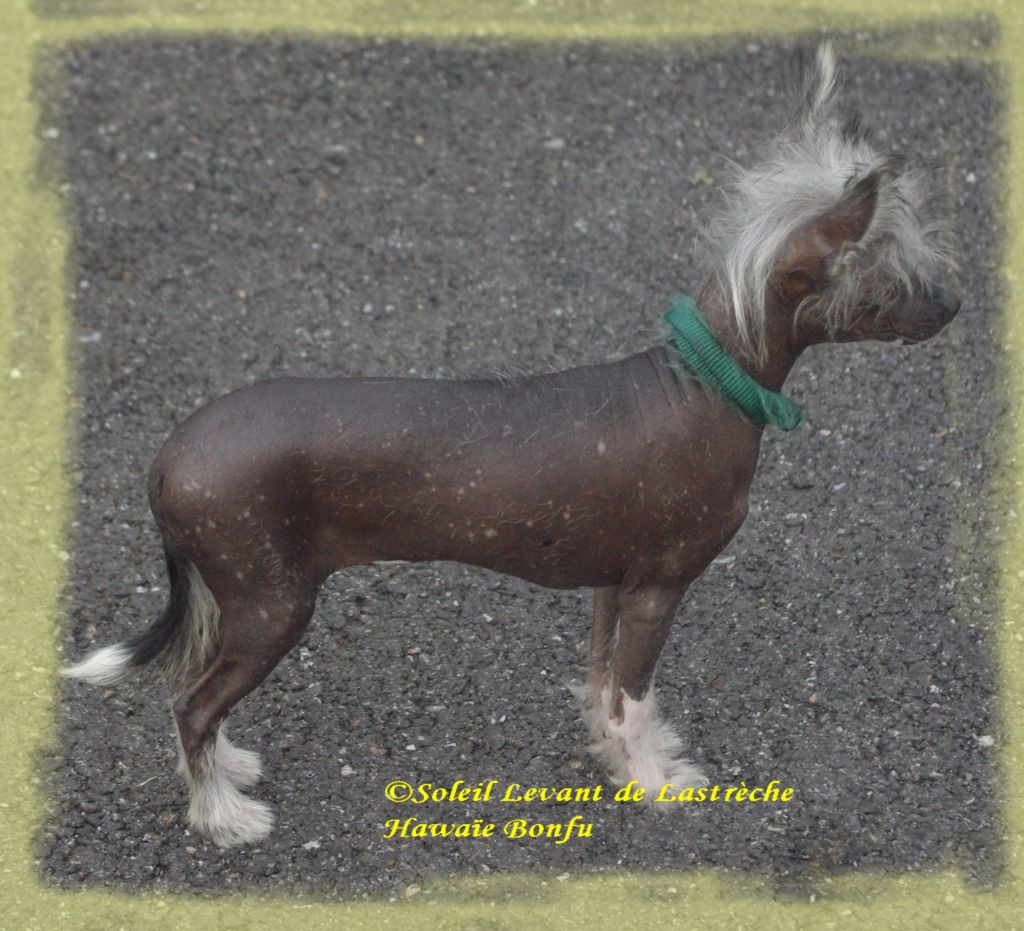 HAWAÏE Bonfu du Soleil Levant de Lastrèche