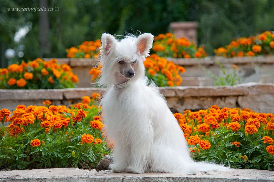 My Vanity Fair Gift of Stars