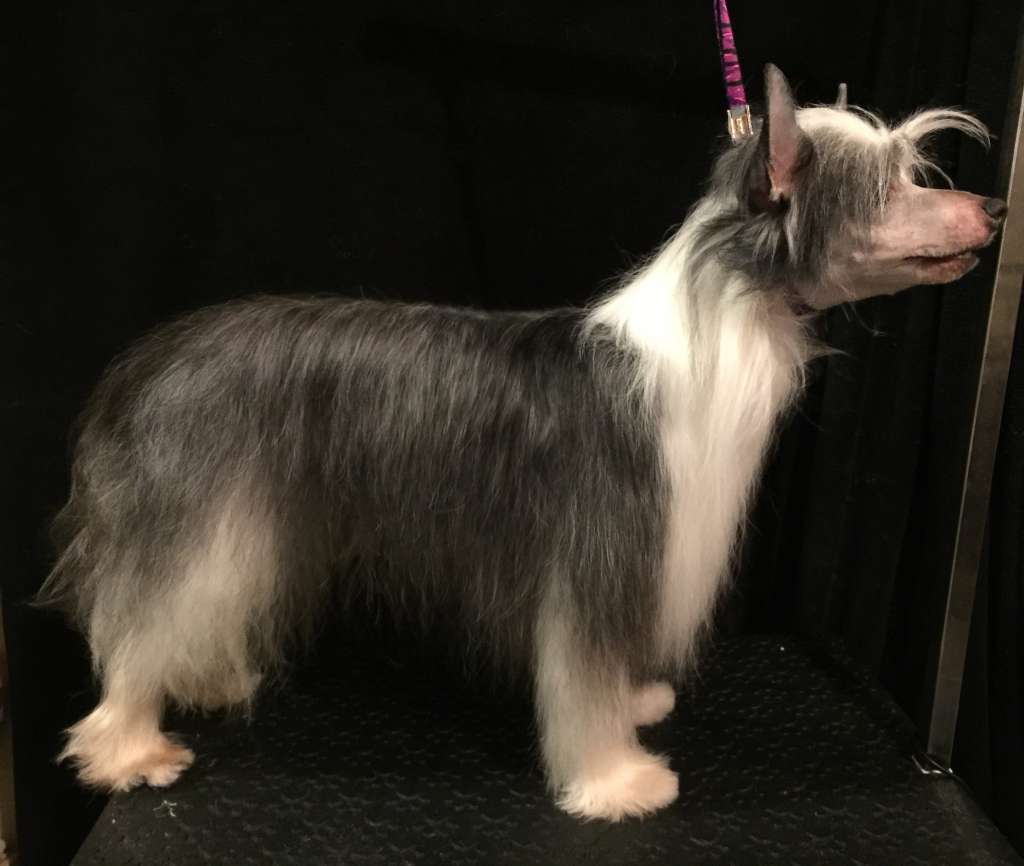 Famous Barely Legal at Breezy Meadows Cresteds