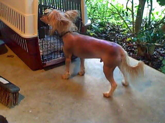 Vanator Sakkarra On the Warpath