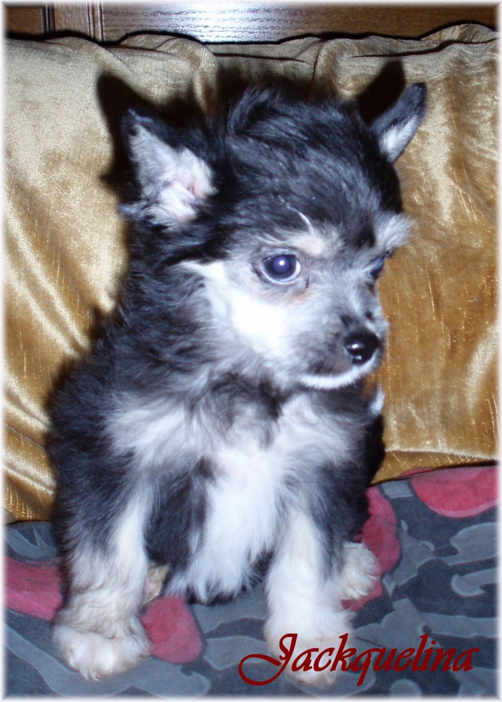 Jackquelina od Teareibi