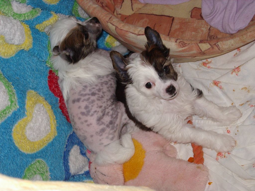 Nika Stars Olimpiya Kassiopeya