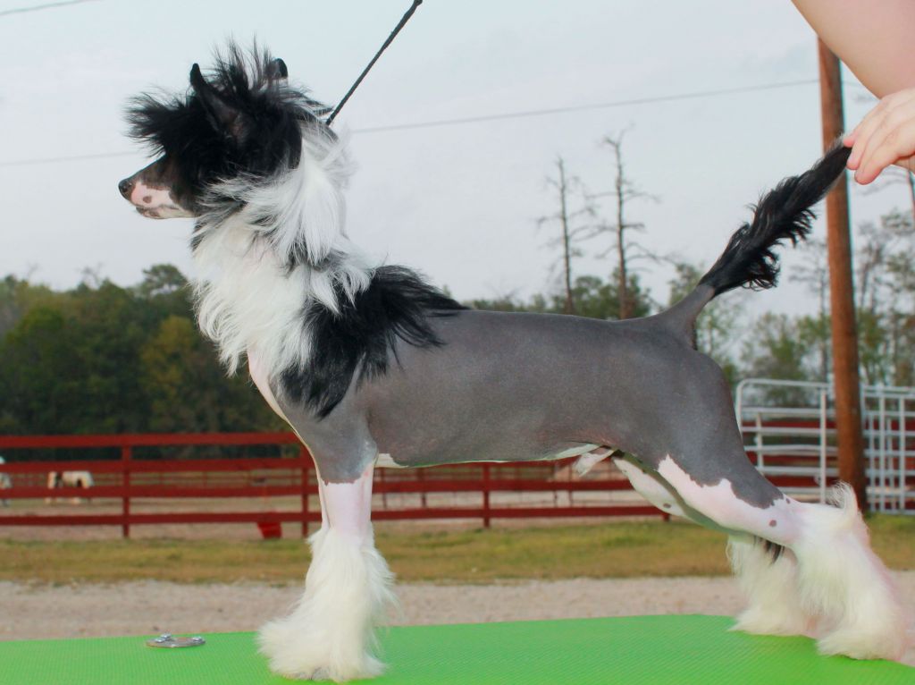 Crestyle Dark Passenger