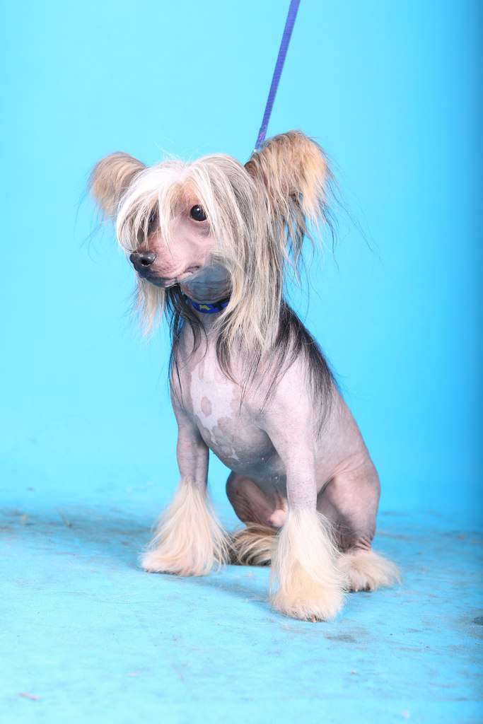 Gran Amigo Archibald Black