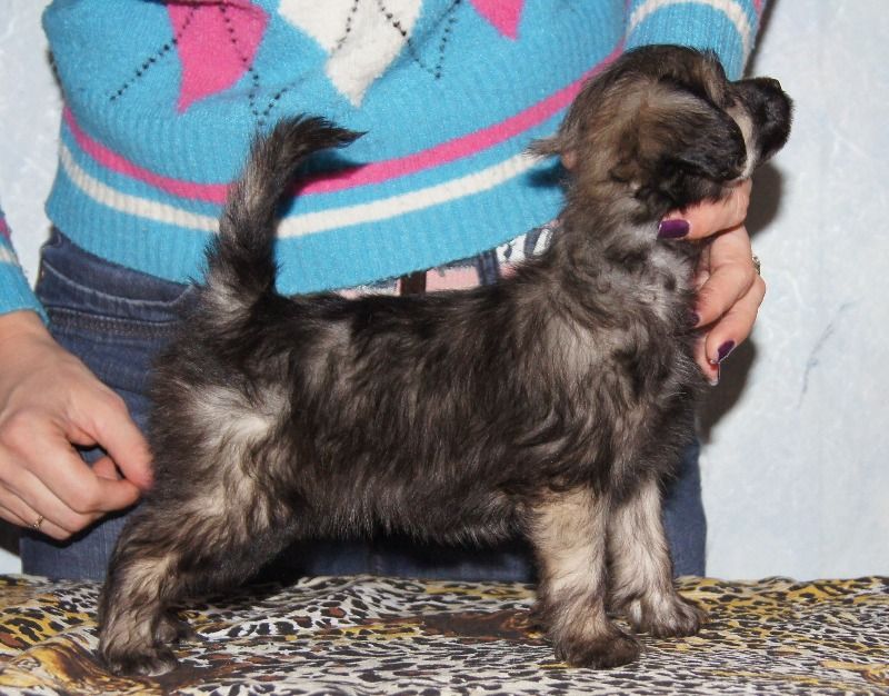 Kama Lakshmy Dikaya Orhideya