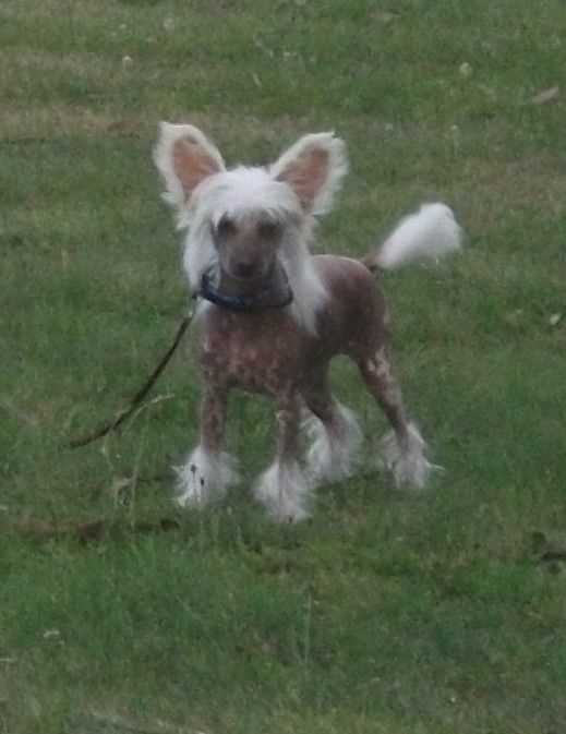 Goolarabang Trick or Treat (imp Aust)