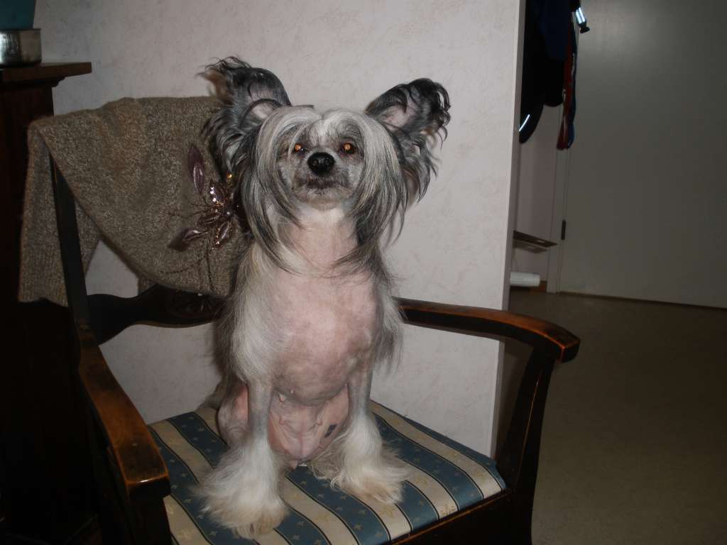 Bella Konstanta Neitiv Soyl