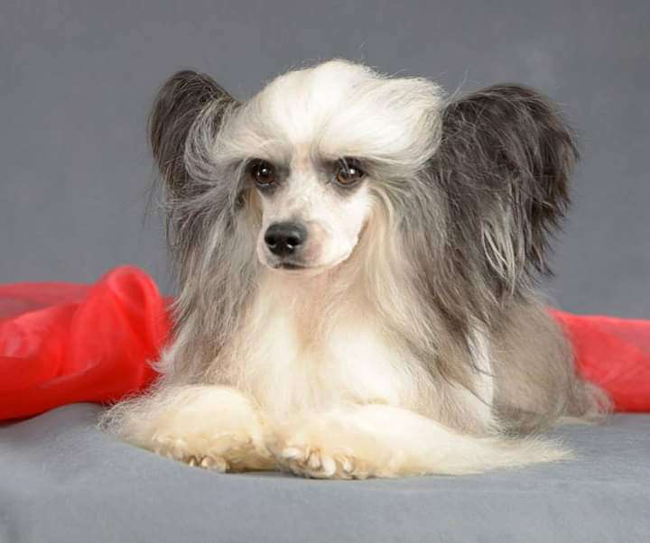 Shelcovij Shlejf Ostin King