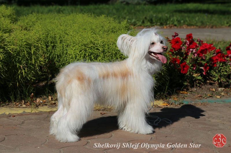 Shelcovij Shlejf Olimpija Golden Star