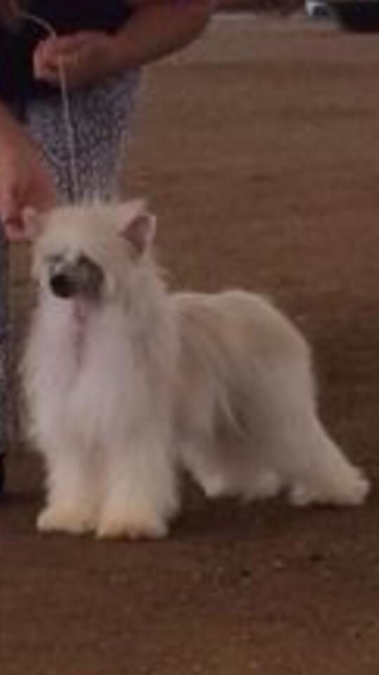 Casmai Th Great Affair