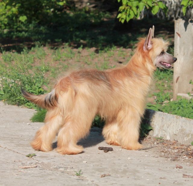 Kaylover Molosos Gratzi