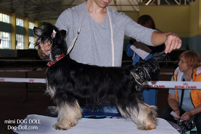 Kenia Molosos Gratzi