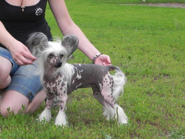 Samarskiy Samotsvet Kamilla