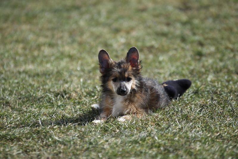 Just Be Mine Princes de la Roses