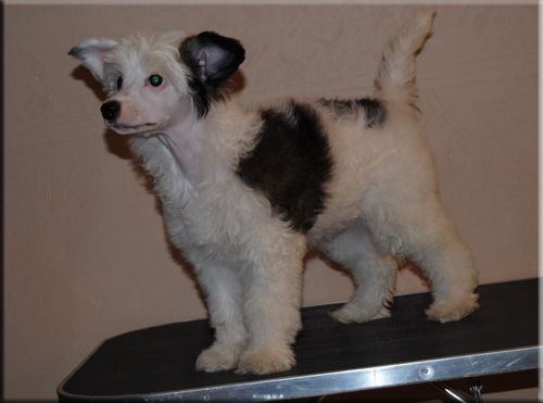 Krysolit  Go With Love