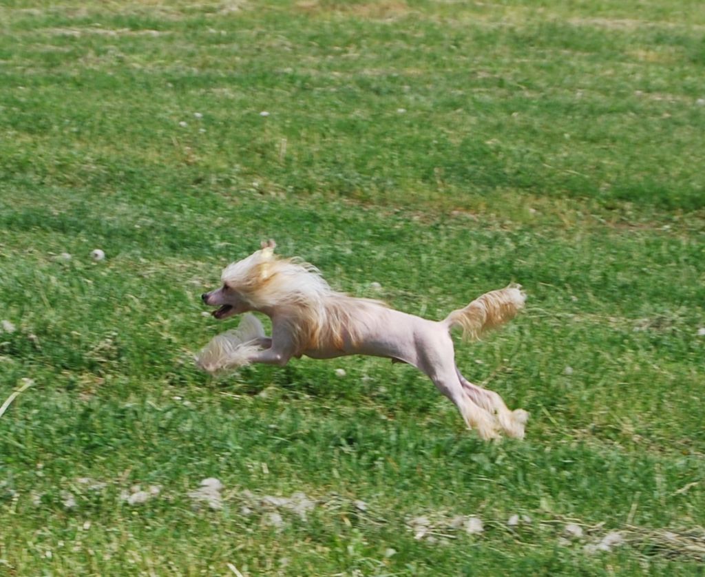 Joker Exotic Dinaburg