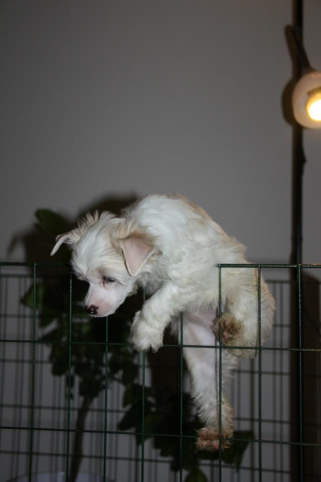 Lickershamns I-Have-A-Dream