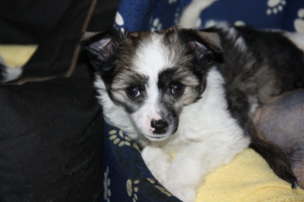 Lickershamns Rock-Me