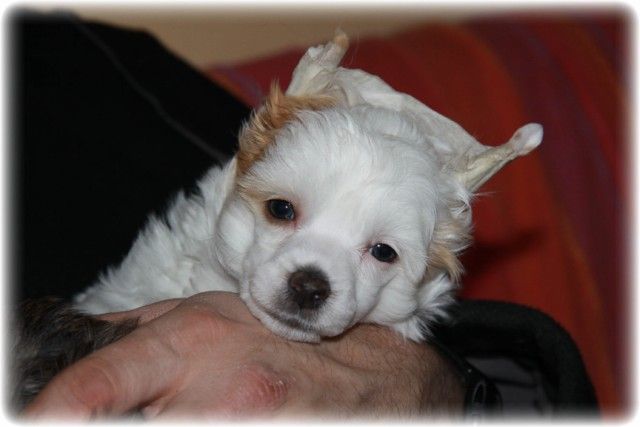 Hyu-Lee Of  Sabichbyllbi of  Course