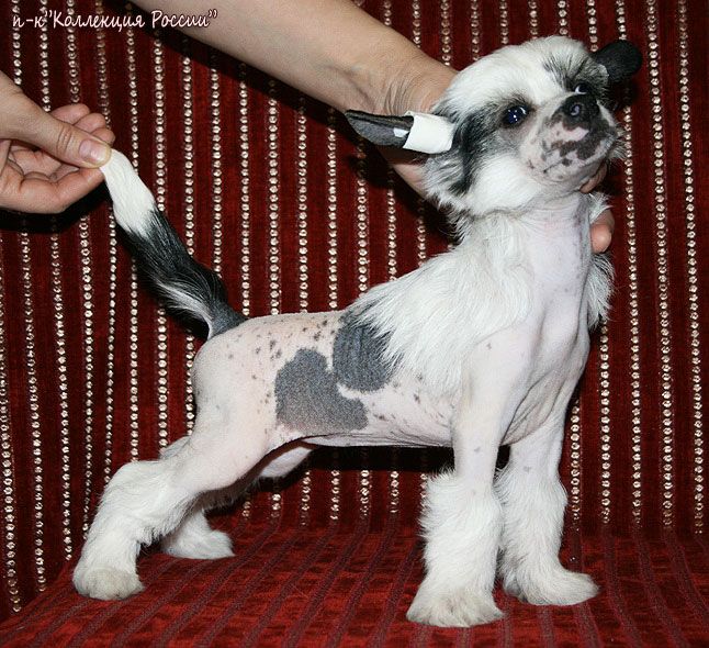 Yagoda Malina Collection of Russia