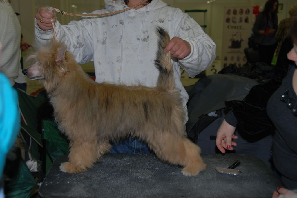 Alvine Band Ringo Star