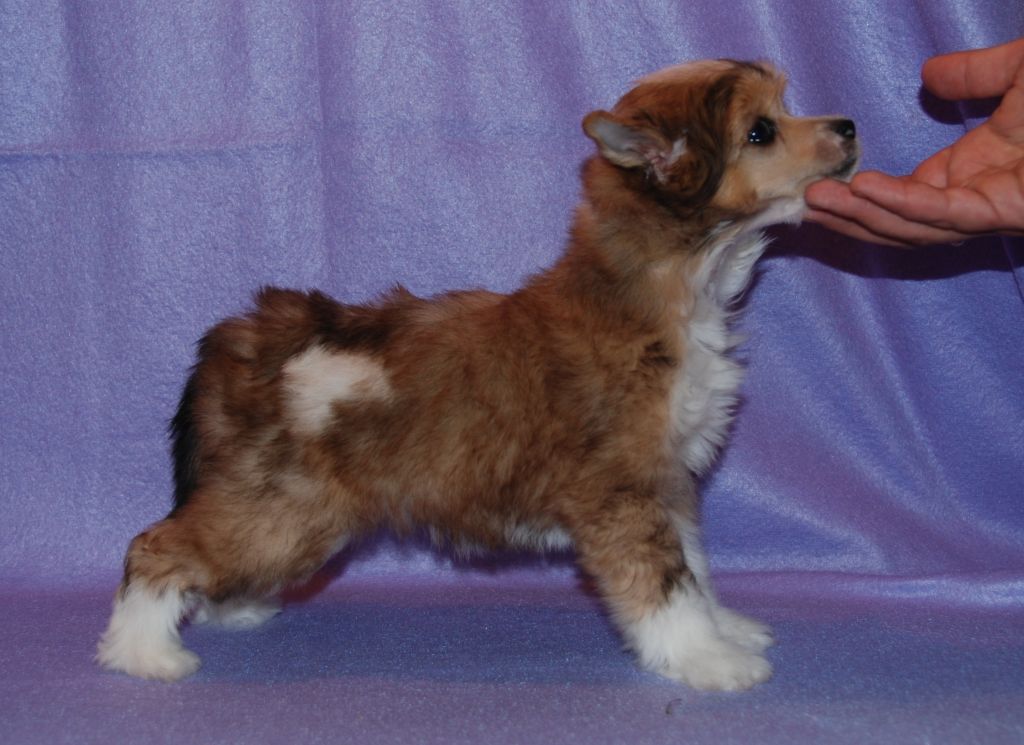 Alvine Band Rachel Golden Lady