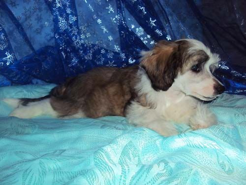 Geares Imbir'  (Ginger)