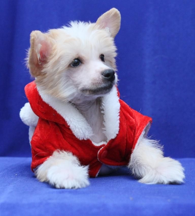 Nyu Art Tak Prosto Ljubit Tebja