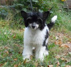 AKC Mythic Born To Love You