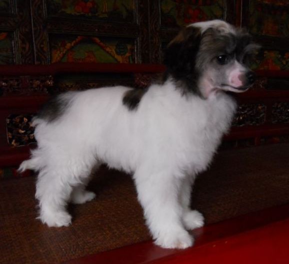 Mythic Mon Petit Parisian Fling