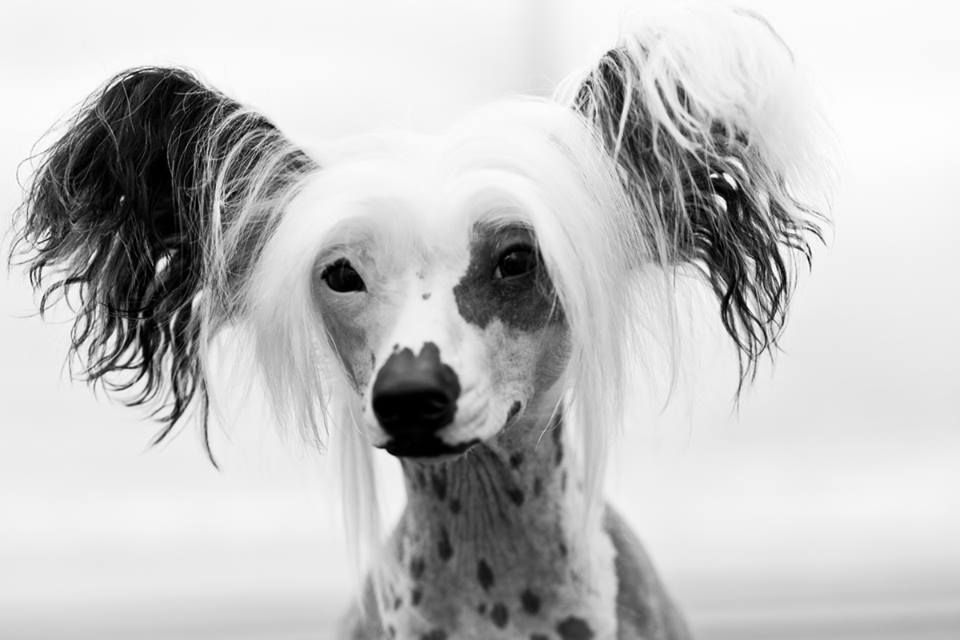 Practical Hero Icelandic Design