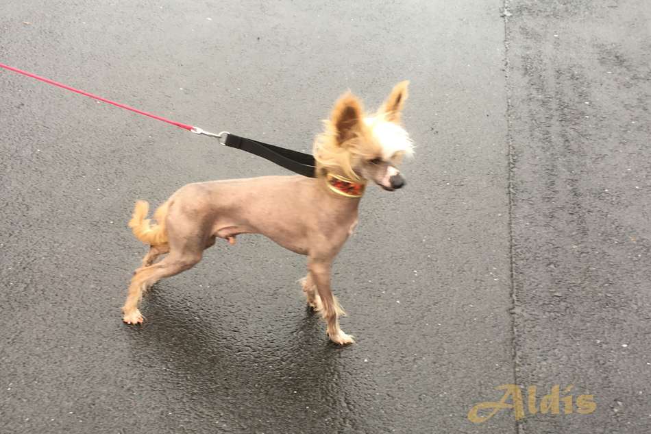 Practical Hero Incredible Charm