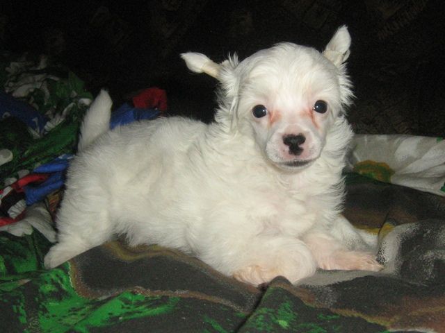 Radugnij Cvetok Rashel' de Paris