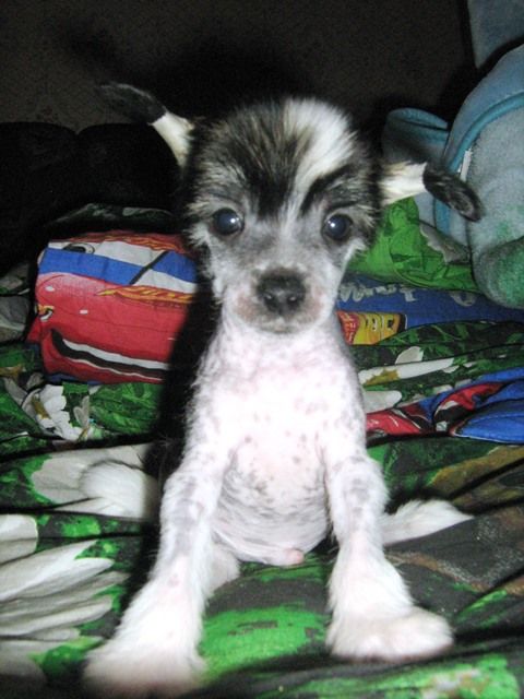 Radugnij Cvetok Robert De Niro